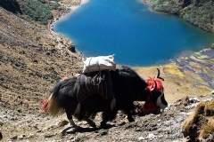 Druk-Path-Trek-Yaks